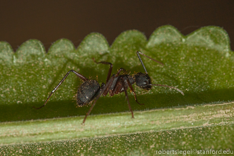 ant on leaf